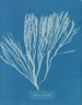 Couverts multifida - Anna Atkins — vista dell’opera