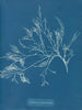 Cystoseira foeniculacea - Anna Atkins — vista dell’opera