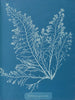 Cystoseira granulata - Anna Atkins — vista dell’opera