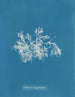 Delesseria molto stretto - Anna Atkins — vista dell’opera