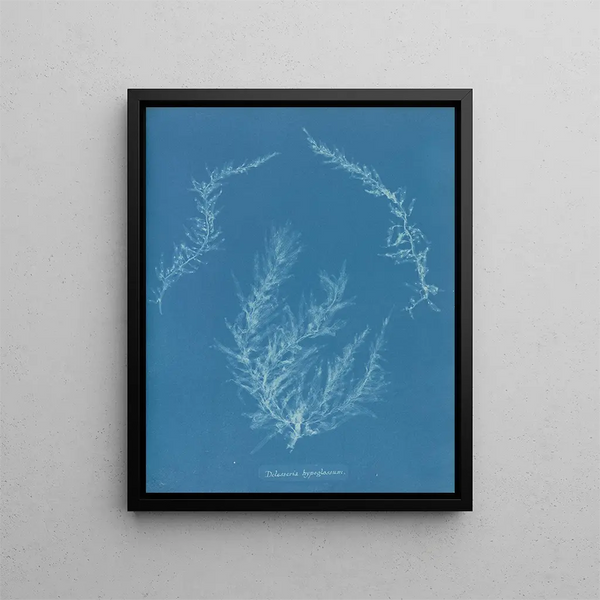 Anna Atkins - Delesseria hypoglossum.webp