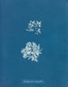Delesseria ruscifolia - Anna Atkins — vista dell’opera