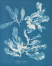 Delesseria sanguinea - Anna Atkins — vista dell’opera