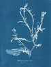 Delesseria sanguinea en fruit - Anna Atkins — vista dell’opera