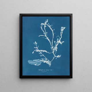 Anna Atkins - Delesseria sanguinea in fruit.webp