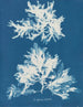 Dénudité sinuoso - Anna Atkins — vista dell’opera