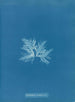 Delesseria sinuosa var. - Anna Atkins — vista dell’opera