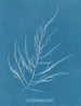 Desmarestia aculeata giovane stato - Anna Atkins — vista dell’opera