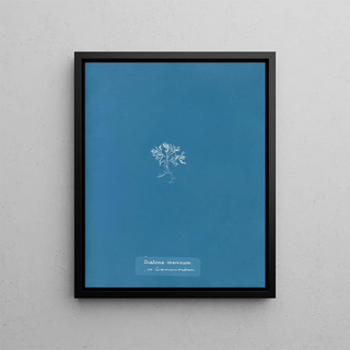 Anna Atkins - Diatoma marinum on Ceramium rubrum.webp