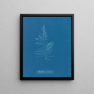Anna Atkins - Dichloria viridis.webp