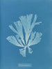 Dictyota atomaria - Anna Atkins — vista dell’opera