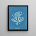 Dictyota atomaria - Anna Atkins — quadro incorniciato alla parete