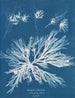 Dictyota dichotoma in giovane et in frutto - Anna Atkins — vista dell’opera