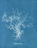 Dictyota dichotoma - Anna Atkins — vista dell’opera
