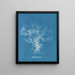 Dictyota dichotoma - Anna Atkins — quadro incorniciato alla parete