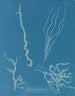 Dumontia filiformis - Anna Atkins — vista dell’opera