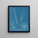 Dumontia filiformis - Anna Atkins — quadro incorniciato alla parete