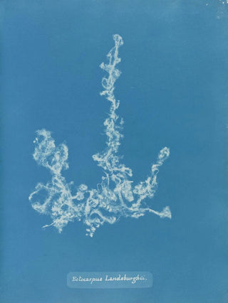 Anna Atkins - Ectocarpus Landsburghii.webp