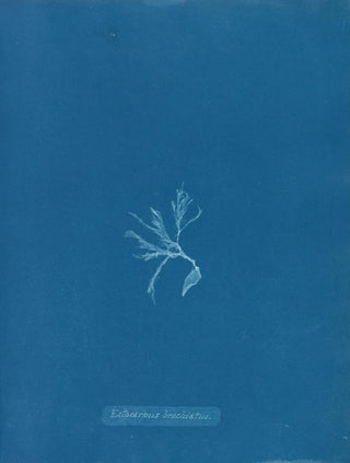 Anna Atkins - Ectocarpus brachiatus.webp