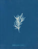 Ectocarpus crinitus - Anna Atkins — vista dell’opera