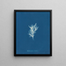 Ectocarpus crinitus - Anna Atkins — quadro incorniciato alla parete