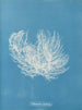 Ectocarpus distortionus - Anna Atkins — vista dell’opera