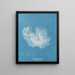 Ectocarpus distortionus - Anna Atkins — quadro incorniciato alla parete