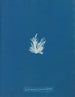 Ectocarpus fasciculatus - Anna Atkins — vista dell’opera