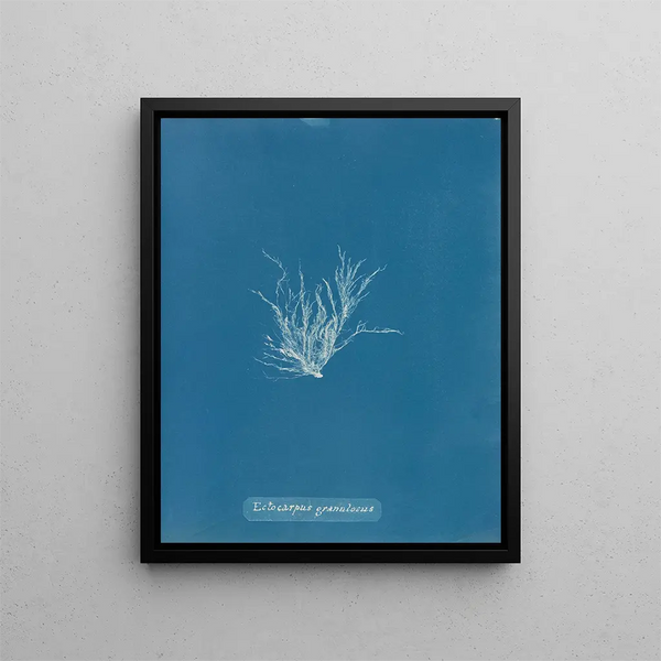 Anna Atkins - Ectocarpus granulosus.webp