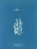 Ectocarpus punillus - Anna Atkins — vista dell’opera