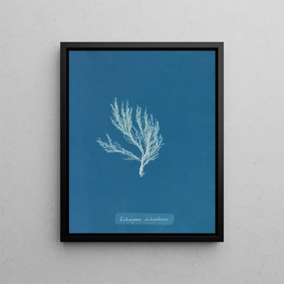 Anna Atkins - Ectocarpus siliculosus.webp