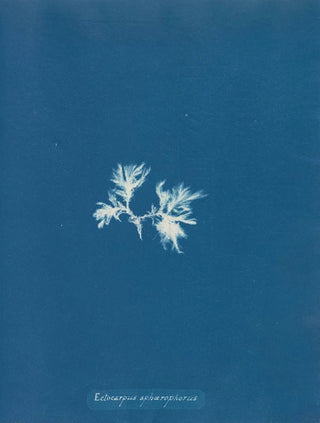 Anna Atkins - Ectocarpus sphaerophorus.webp