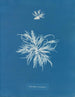 Ectocarpus tomentosus - Anna Atkins — vista dell’opera
