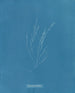 Élaionema villosum - Anna Atkins — vista dell’opera