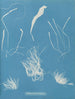 Enteromorpha compressa - Anna Atkins — vista dell’opera