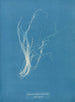 Enteromorpha compressa - Anna Atkins — vista dell’opera