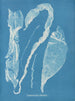 Enteromorpha intestinalis - Anna Atkins — vista dell’opera