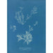 Riproduzione del dipinto Exilaria crystallinum parasitico - Anna Atkins