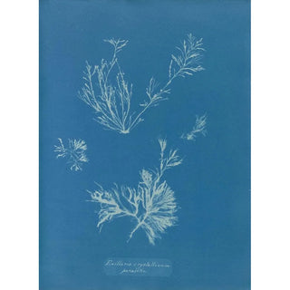 Anna Atkins - Exilaria crystallinum parasitic.webp