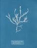 Fucus aruginosus Turner Mer Rouge Lisbona Nuovo in Gran Bretagna - Anna Atkins — vista dell’opera