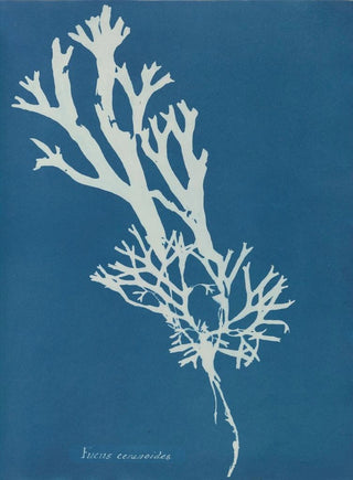 Anna Atkins - Fucus ceranoides.webp