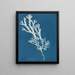 Fucus ceranoïdes - Anna Atkins — quadro incorniciato alla parete