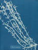 Fucus nodosus - Anna Atkins — vista dell’opera