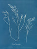 Bourdon tubercoloso - Anna Atkins — vista dell’opera