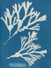 in inchiostro vescicolare - Anna Atkins — vista dell’opera