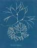 Furcellaria fastigiata - Anna Atkins — vista dell’opera