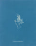 di ghiaccio cartilagineo - Anna Atkins — vista dell’opera