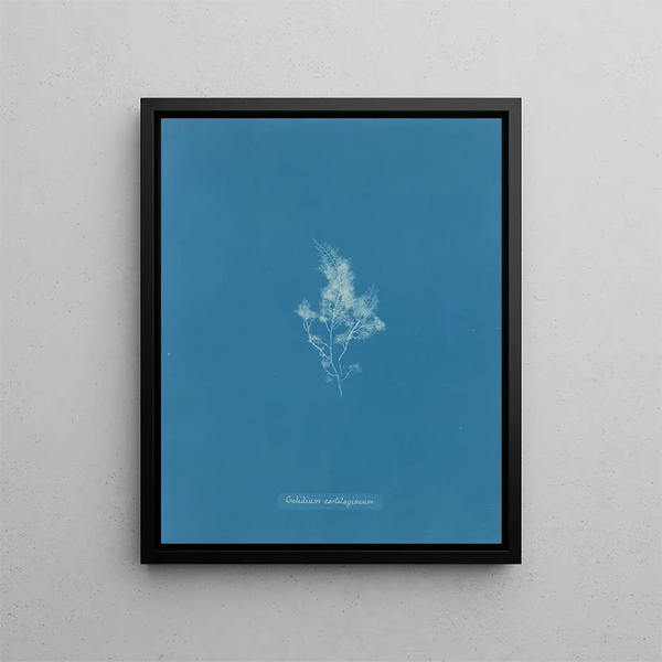 Anna Atkins - Gelidium cartilagineum.webp