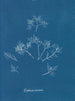 Gelures cornéennes - Anna Atkins — vista dell’opera