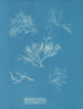 Gelidium corneum var. - Anna Atkins — vista dell’opera